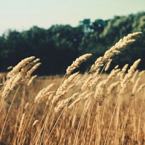 wheat blowing in the wind