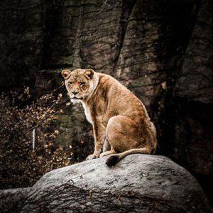 lioness on a rock
