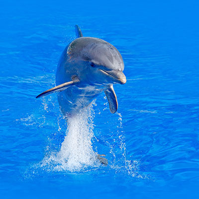 jumping dolphin-thankful