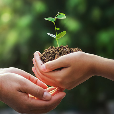 hands of mom and child holding seedling with dirt